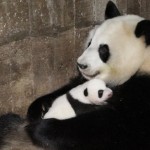 panda nadó