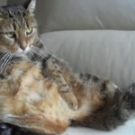 This fat cat has a videoblog… Do not you think? It's true